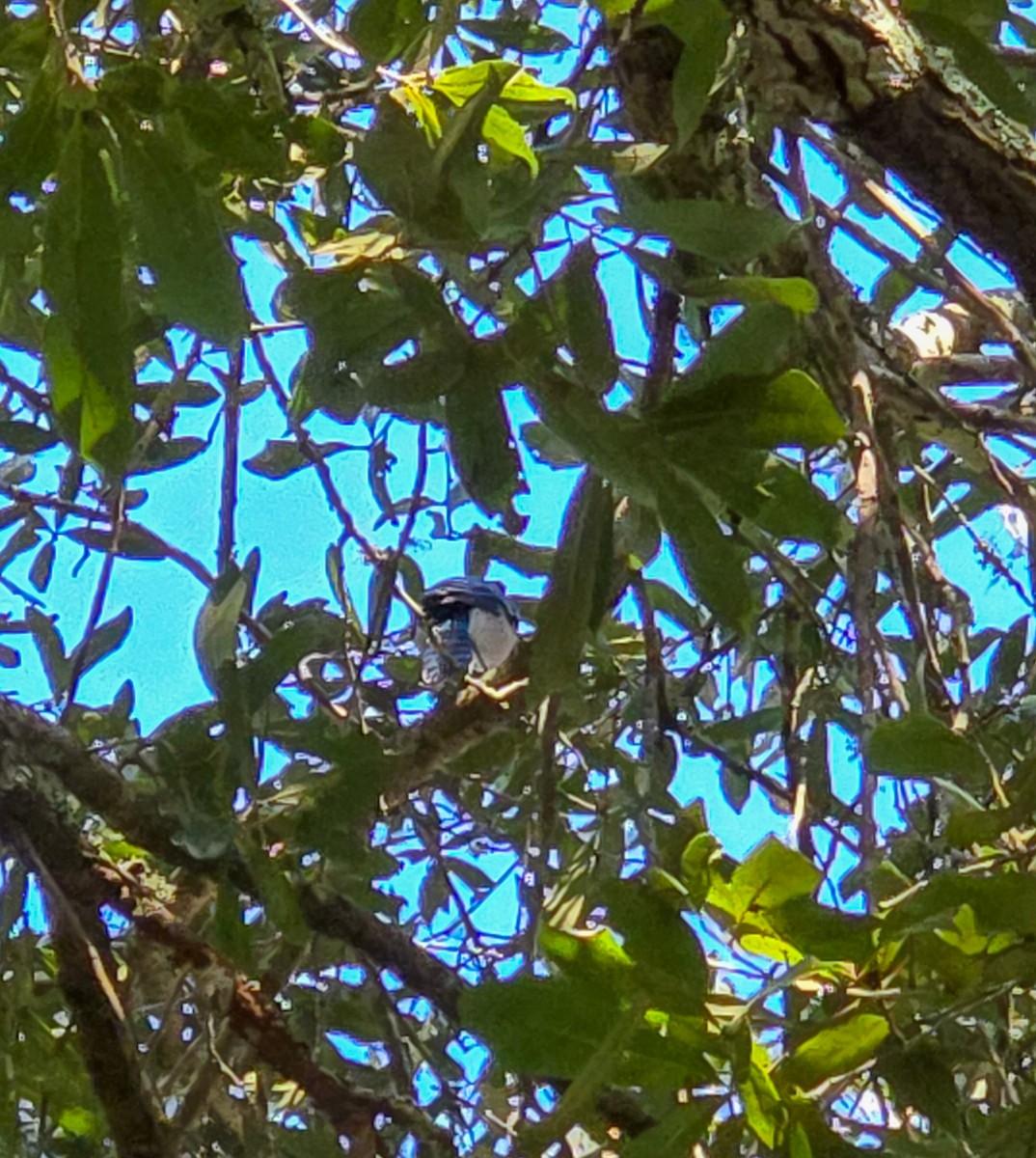 Chara Azul - ML644942648