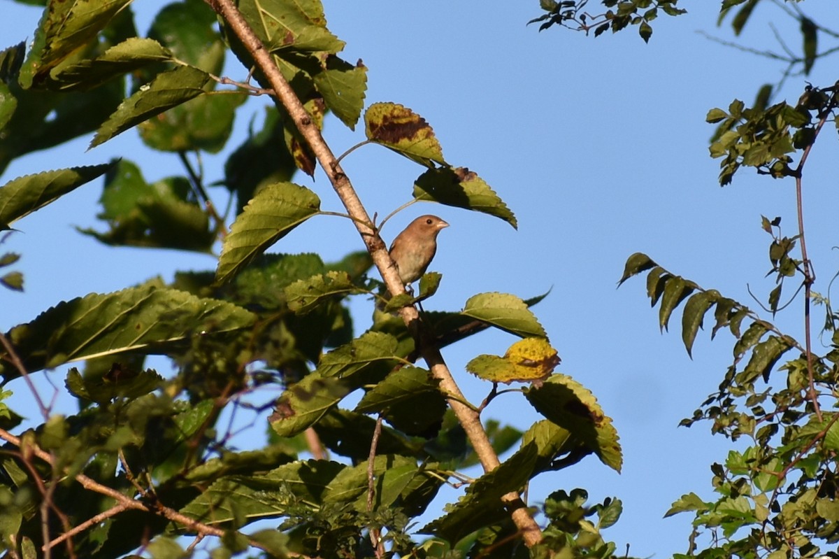 indigospurv - ML644942649