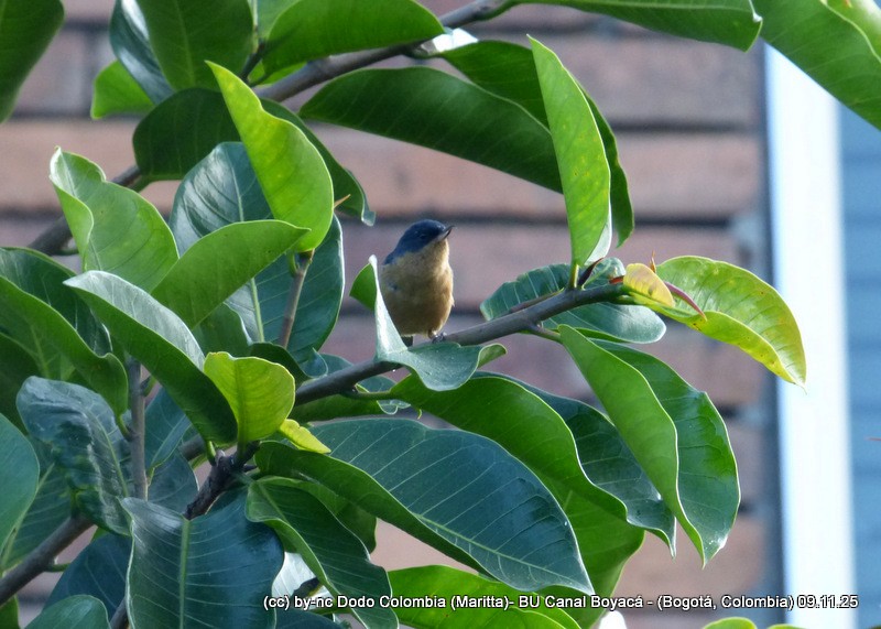 Rusty Flowerpiercer - ML644942651