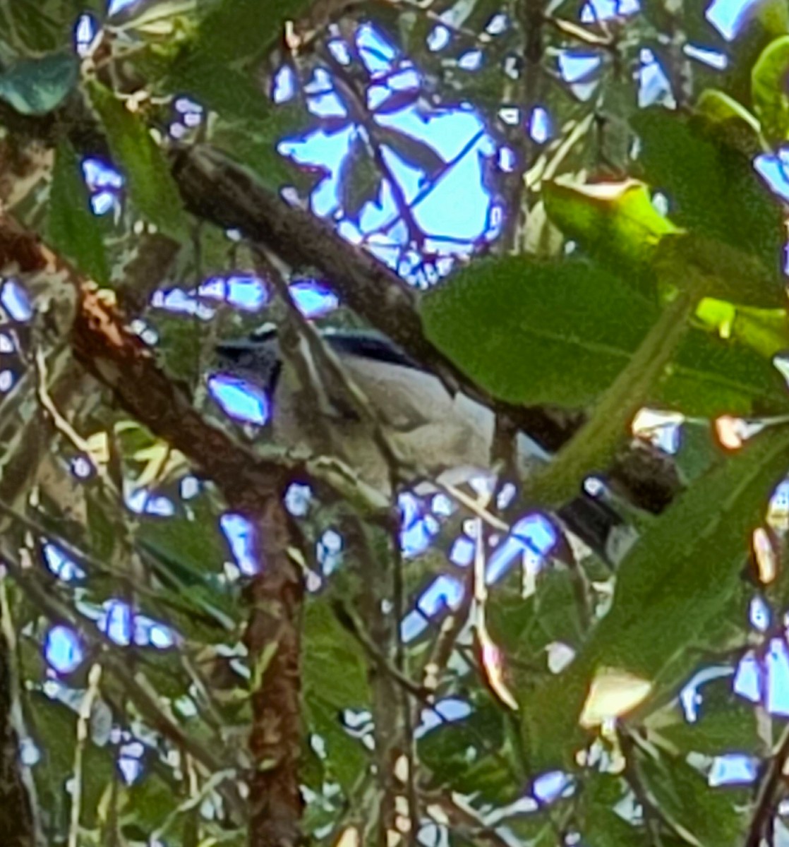 Chara Azul - ML644942657