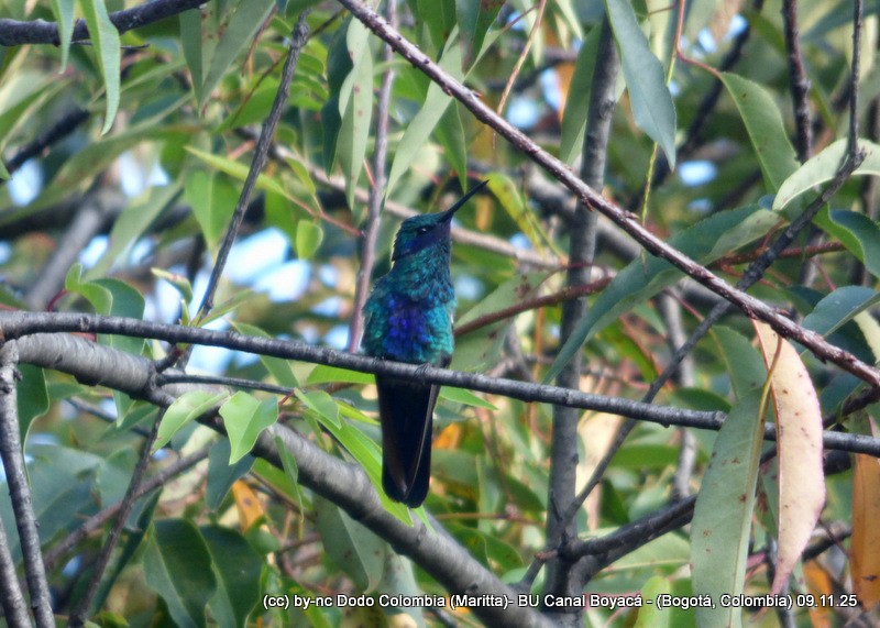 Sparkling Violetear - ML644942660