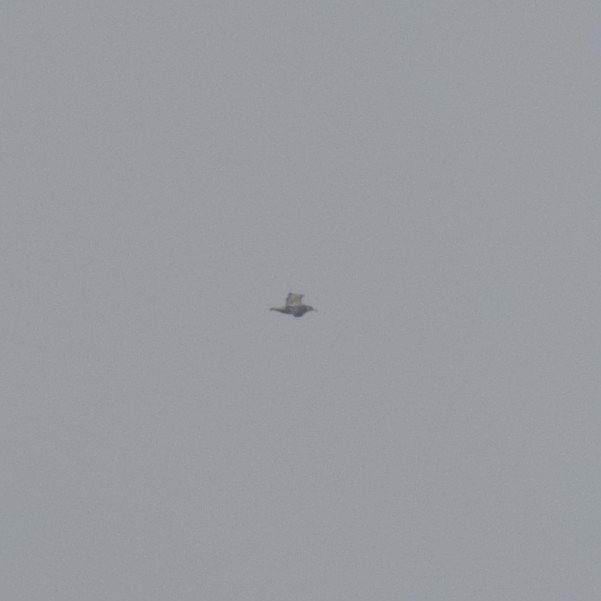 American Herring Gull - ML644942687