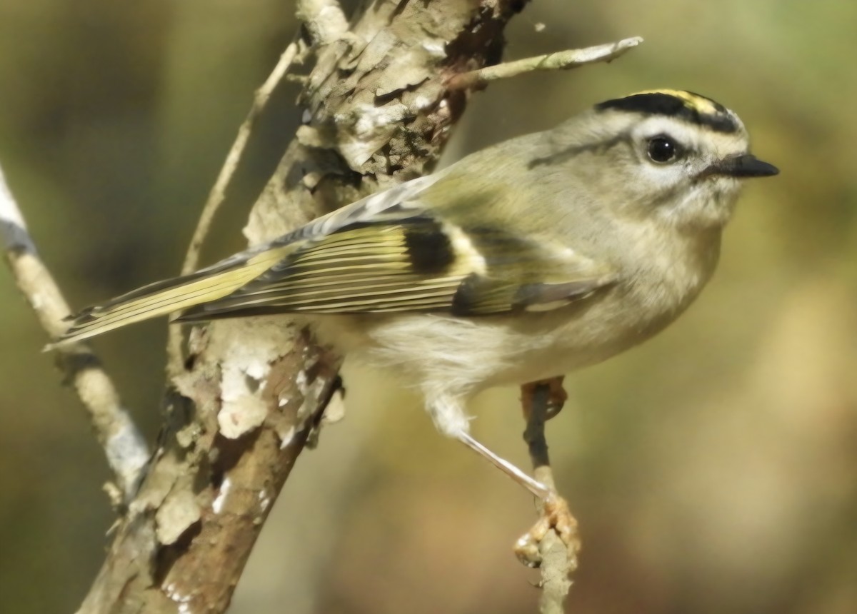 Golden-crowned Kinglet - ML644942688