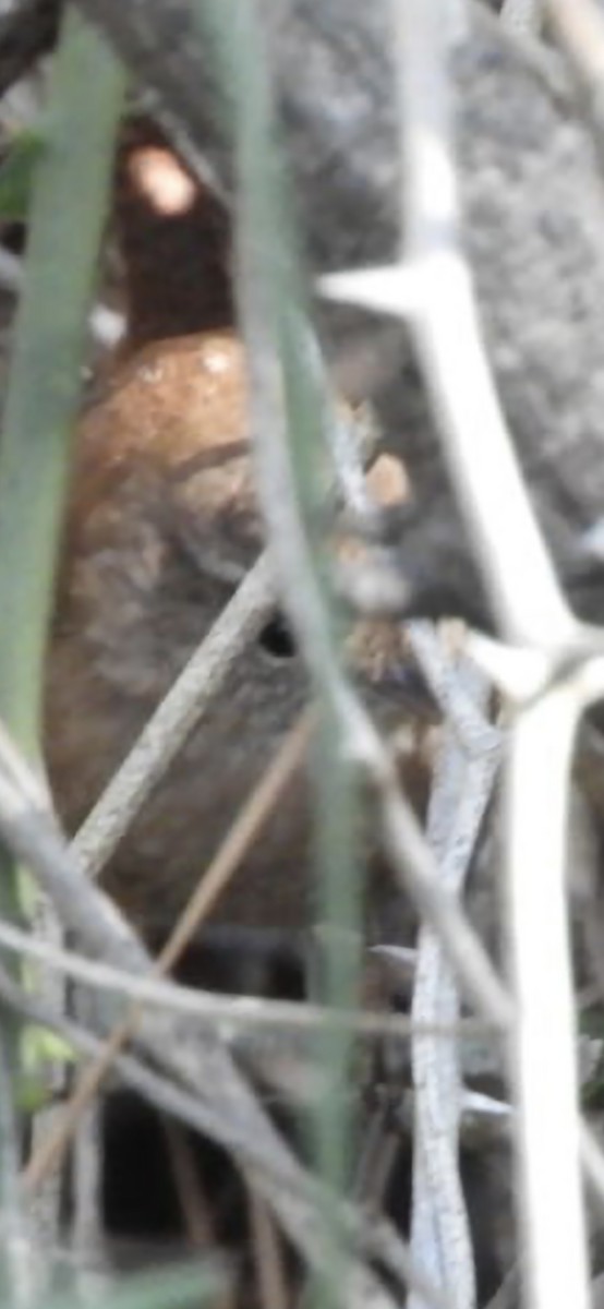 Winter Wren - ML644942700