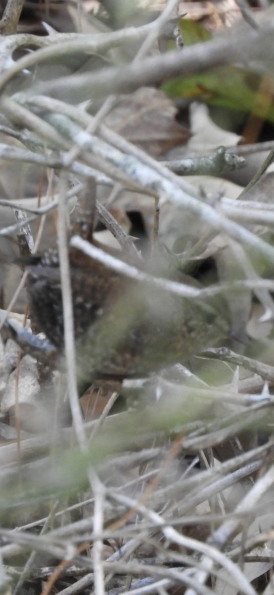 Winter Wren - ML644942711