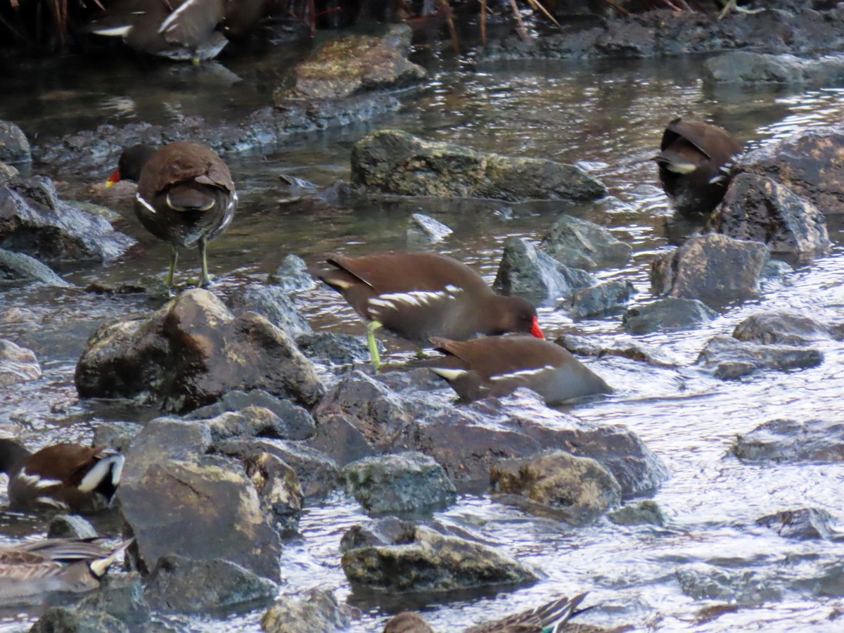 Gallineta Común - ML644942717