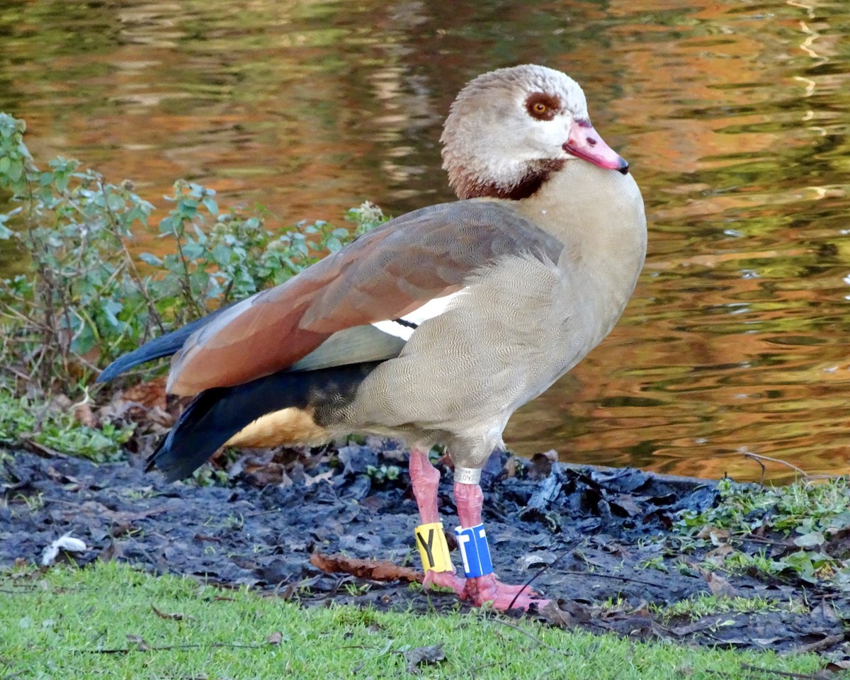 Ganso del Nilo - ML644942718