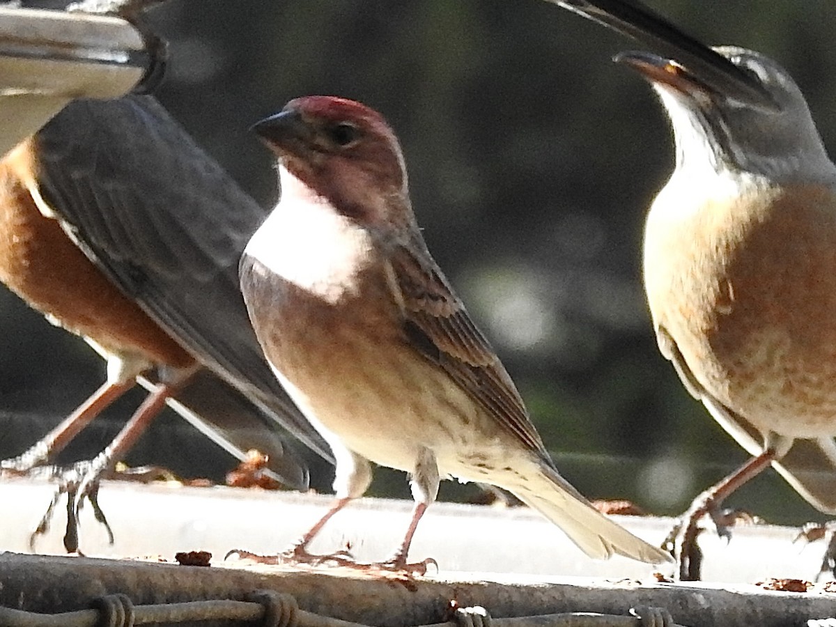 Camachuelo de Cassin - ML644942719