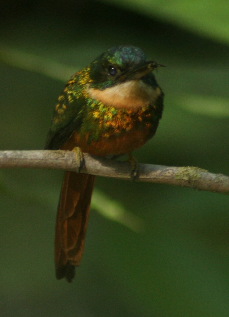 Jacamará Colirrufo - ML644942720