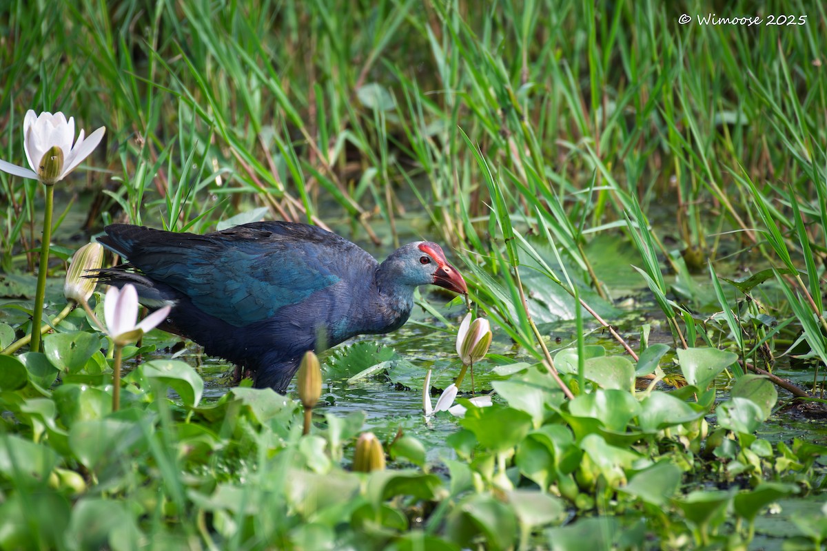 Calamón Cabecigrís - ML644942721