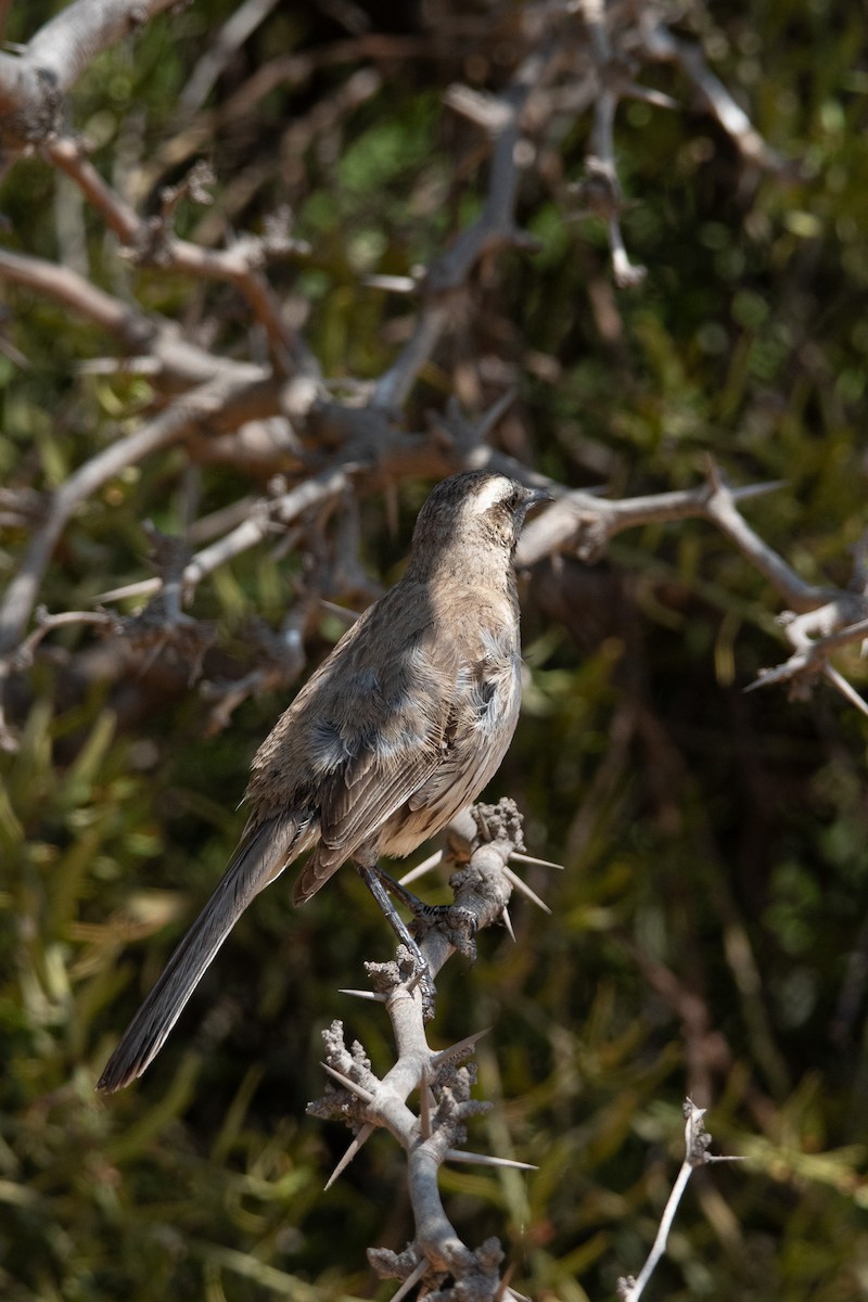 Sinsonte Tenca - ML644942722