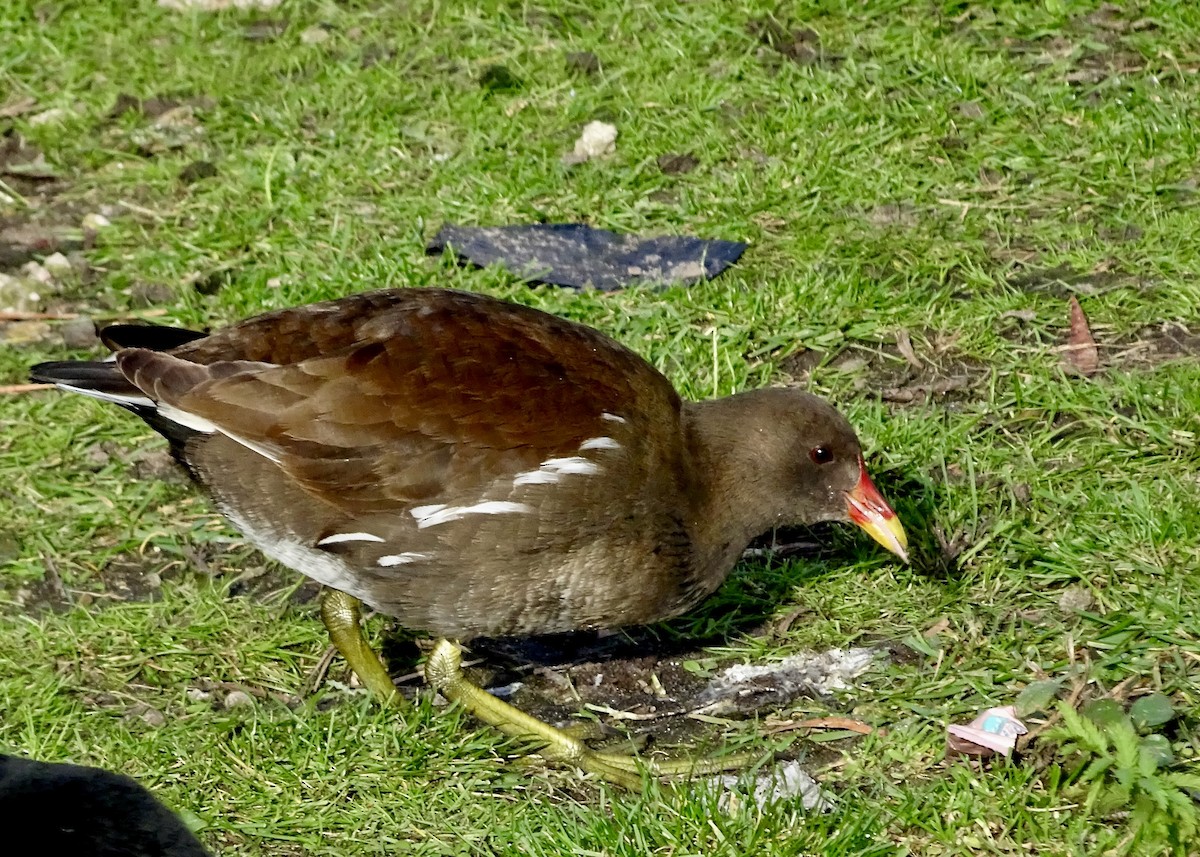 Gallineta Común - ML644942725