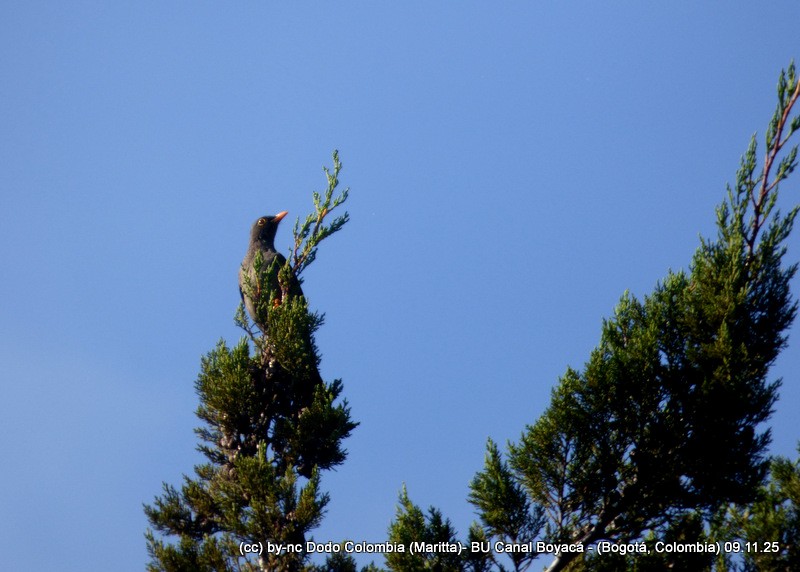 Mirlo Grande - ML644942726