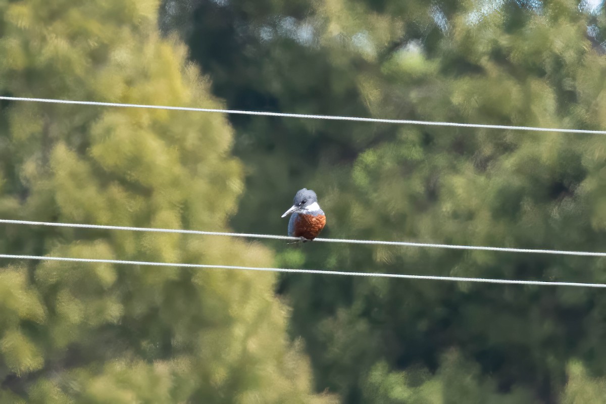 Martín Gigante Neotropical (Patagónico) - ML644942727
