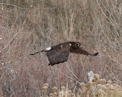 Aguilucho de Hudson - ML644942728