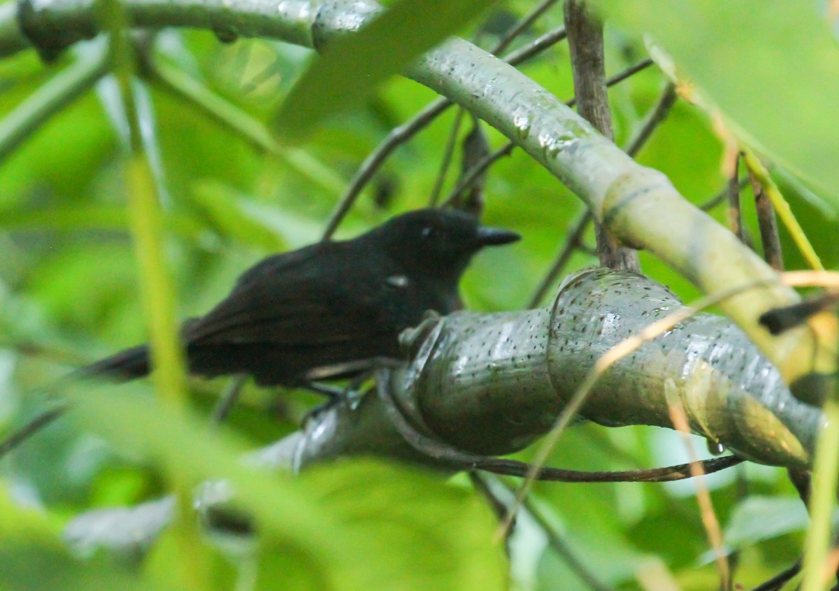 Hormiguero Negruzco - ML644942729