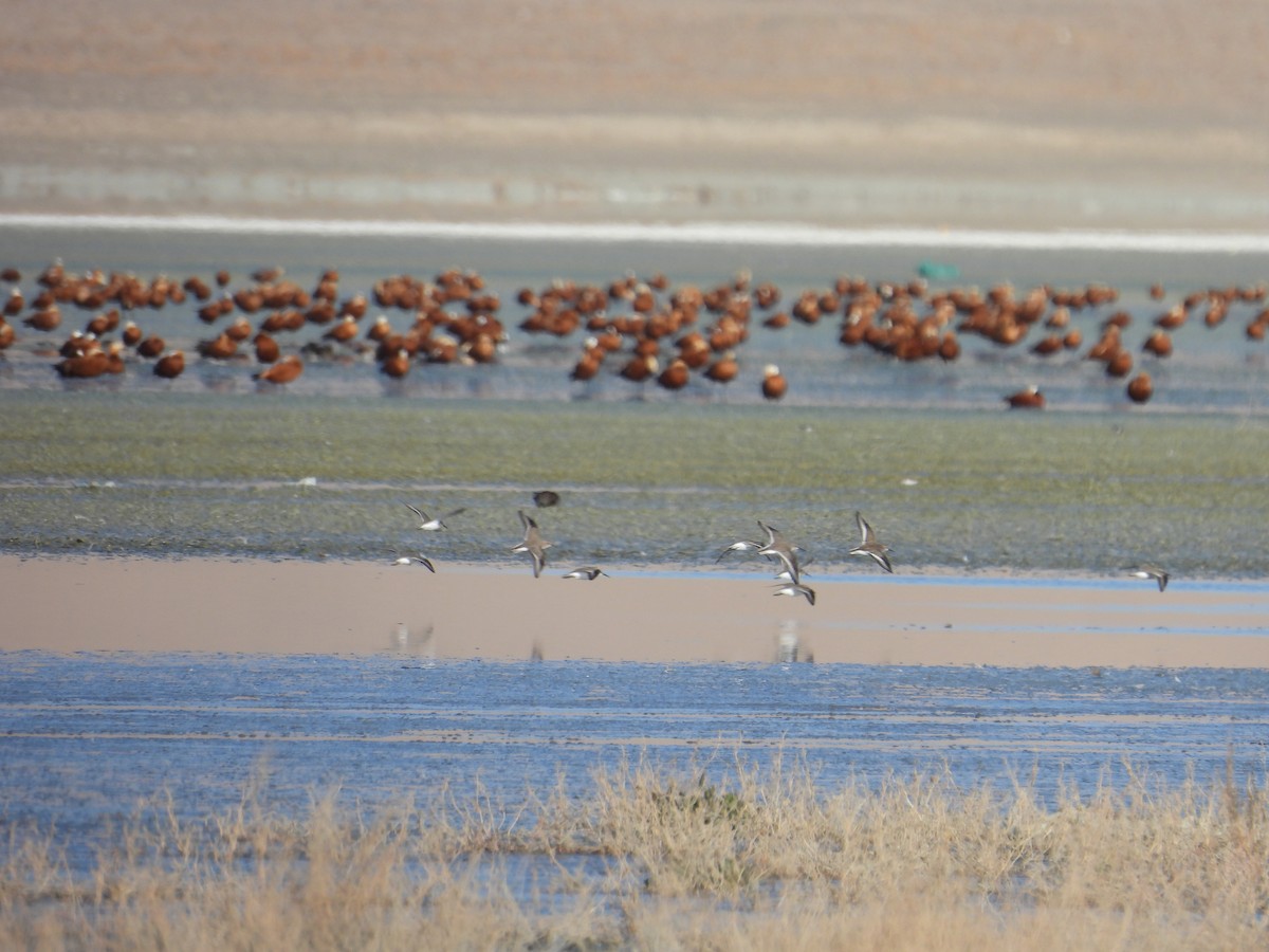 Correlimos Común - ML644942730