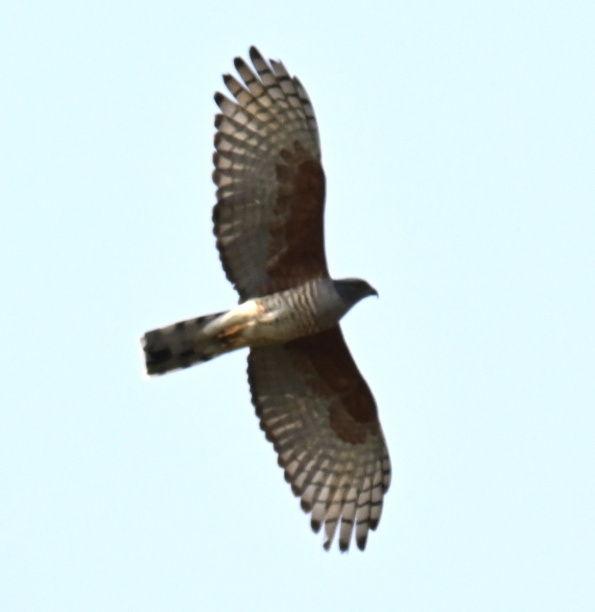 Baza Africano - ML644942731