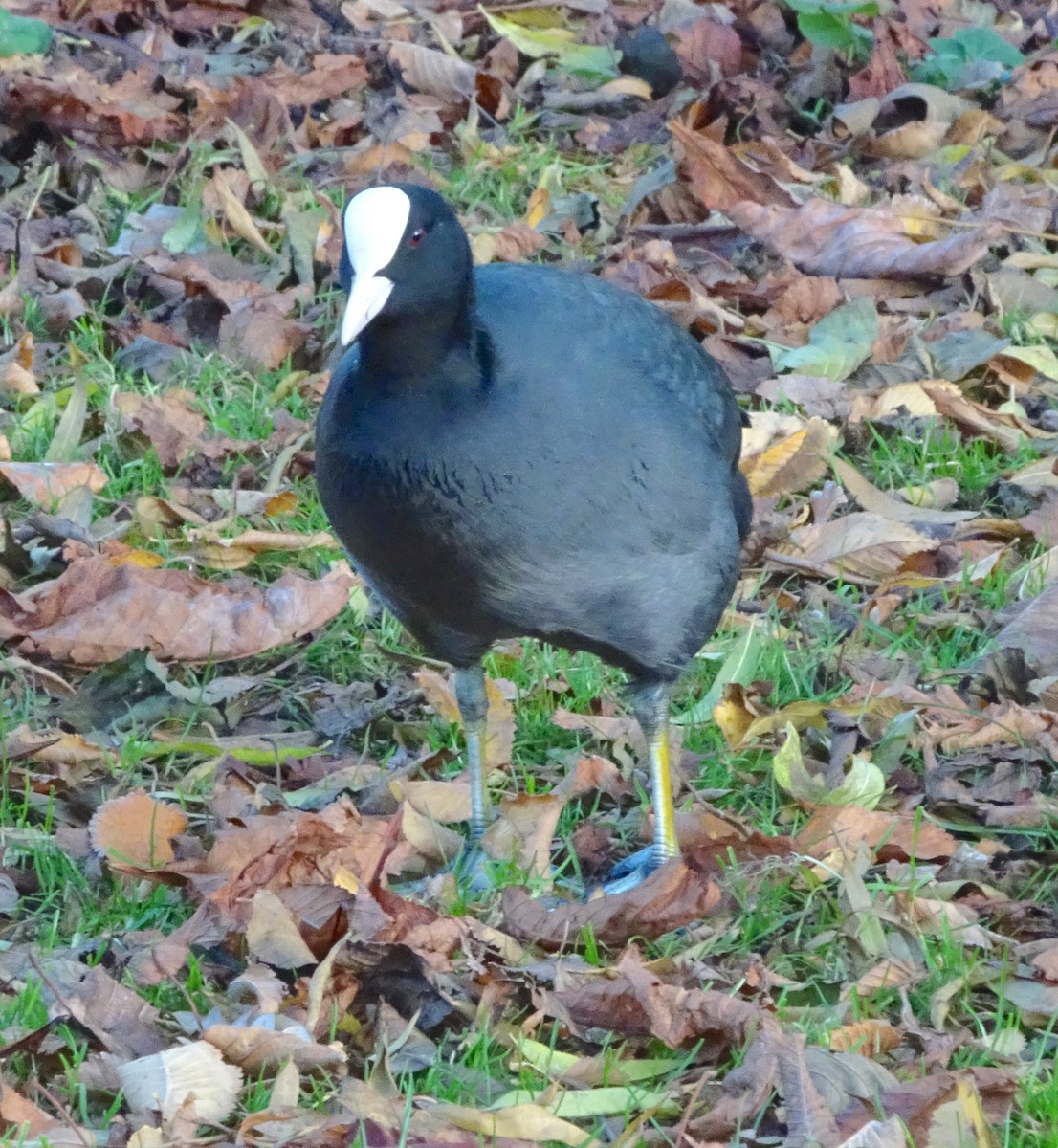 Focha Común - ML644942732