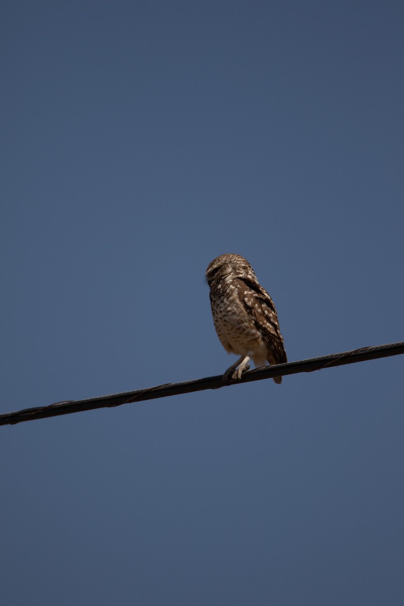 Mochuelo de Madriguera - ML644942733