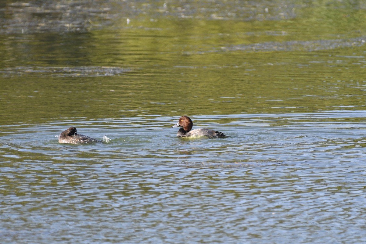 Porrón Americano - ML644942734