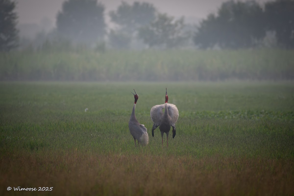 Grulla Sarus - ML644942736