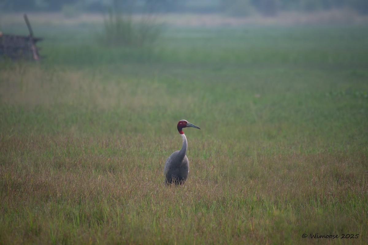 Grulla Sarus - ML644942737