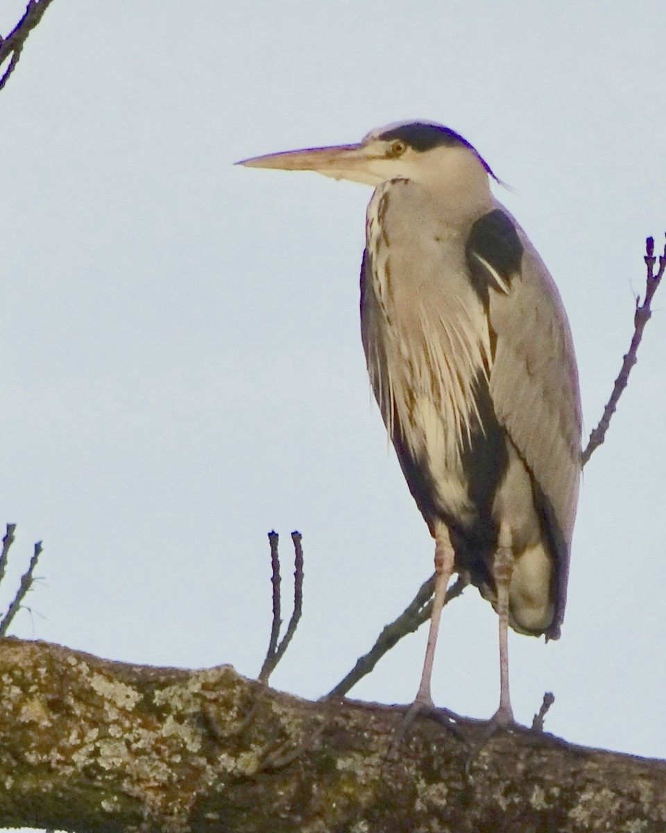 Garza Real - ML644942738