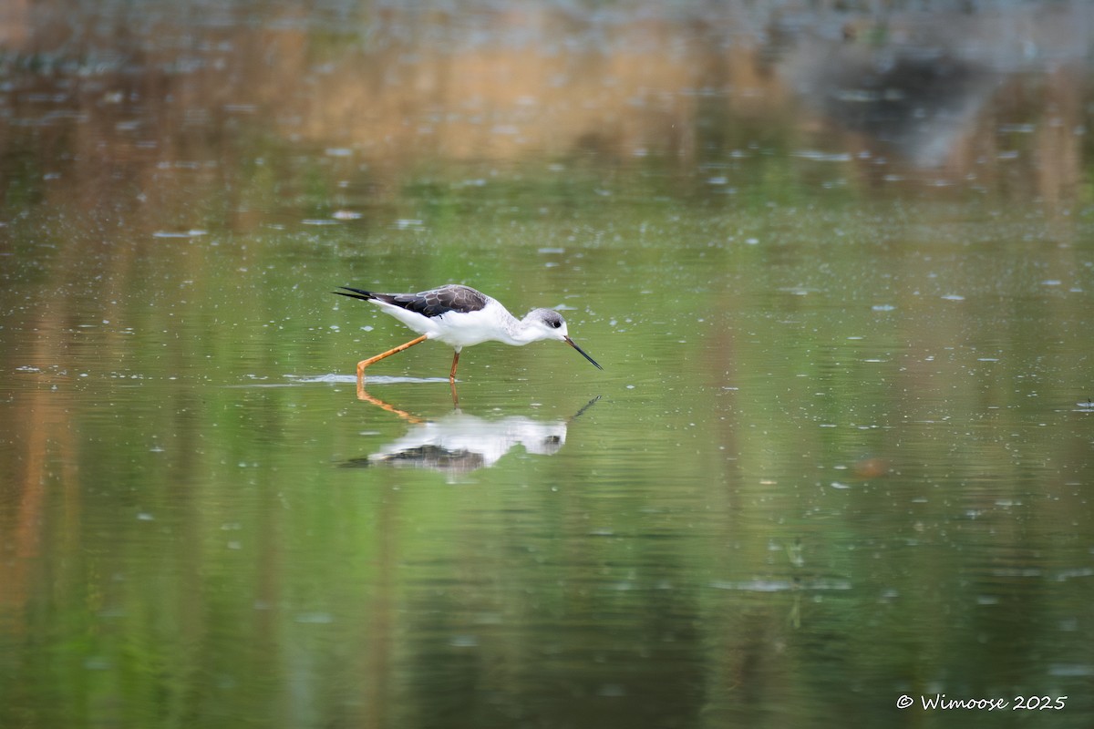 Cigüeñuela Común - ML644942739