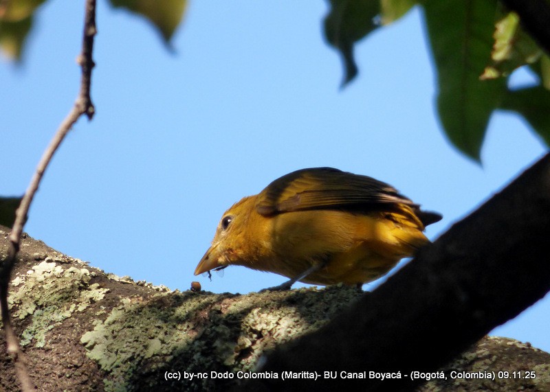 Piranga Roja - ML644942740