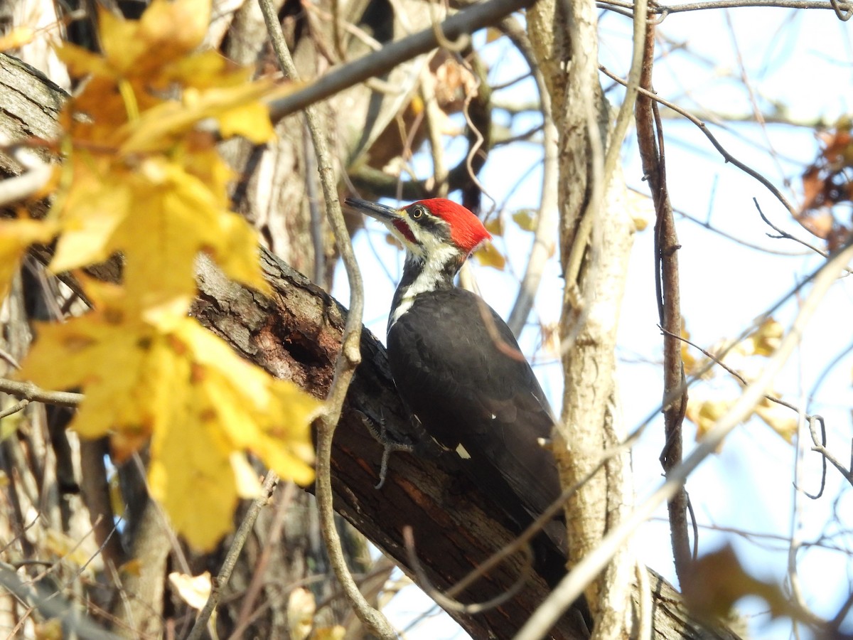 Picamaderos Norteamericano - ML644942741