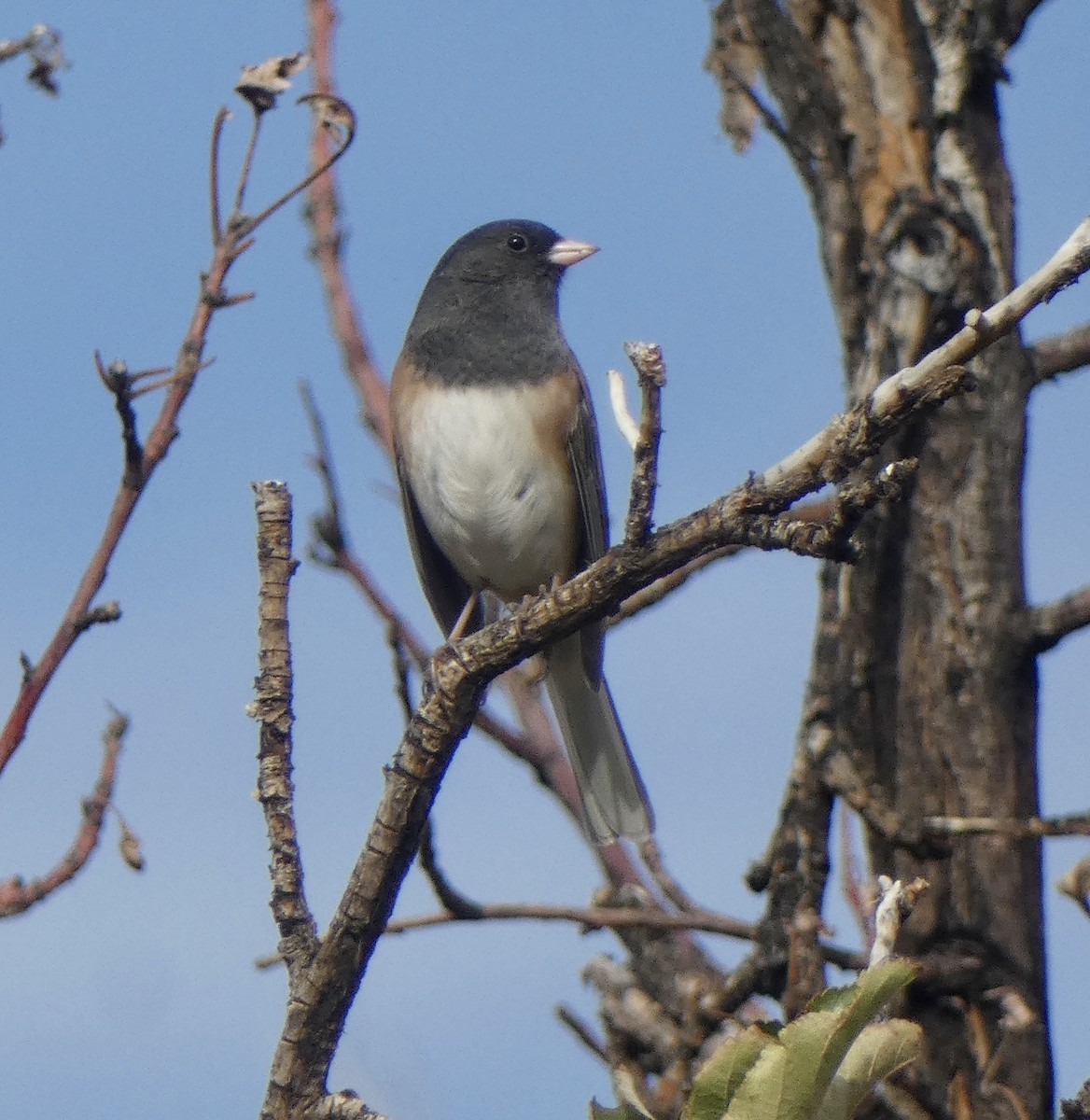 Junco Ojioscuro (de Oregón) - ML644942742