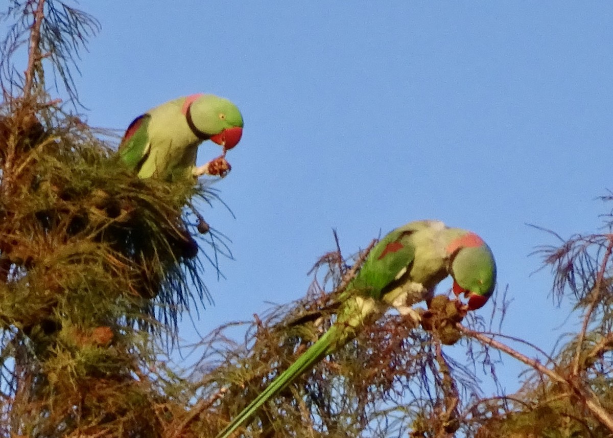 Cotorra Alejandrina - ML644942744