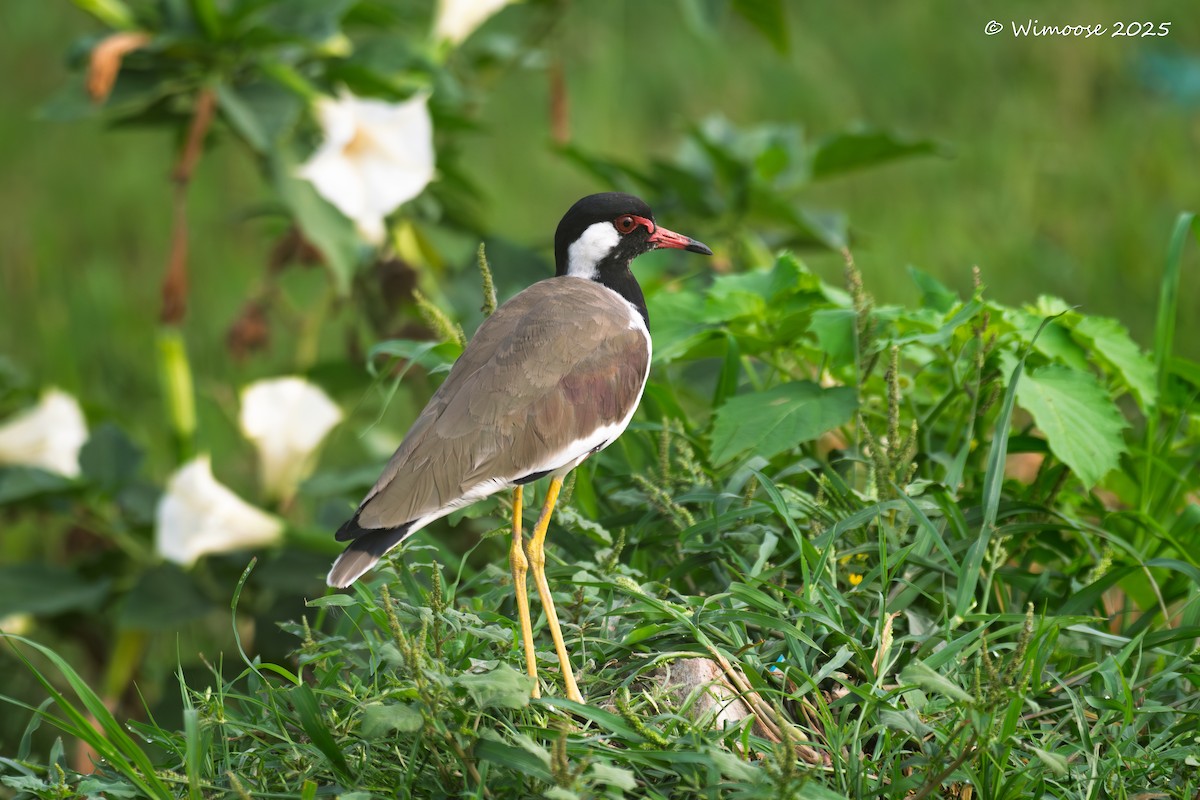 Avefría India - ML644942745