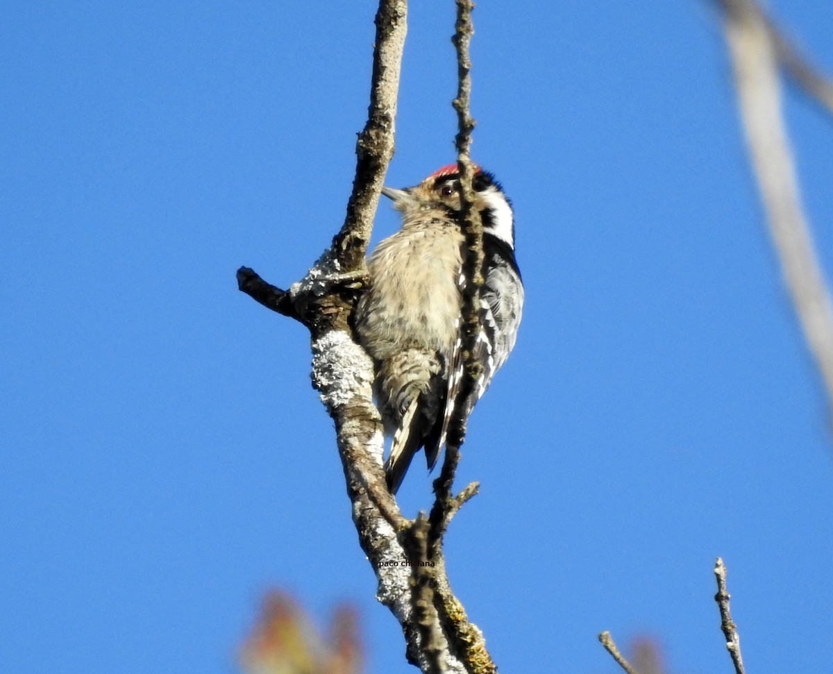 Lesser Spotted Woodpecker - ML644942756