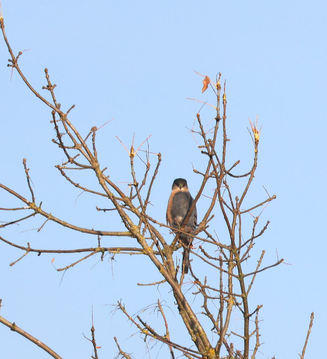 Cooper's Hawk - ML644942771
