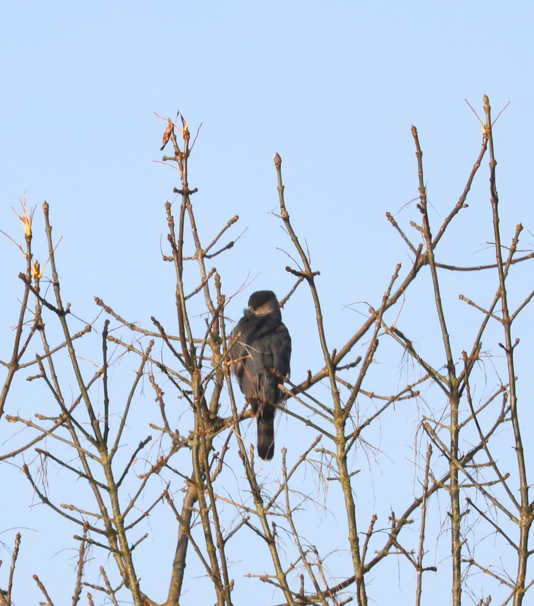 Cooper's Hawk - ML644942772