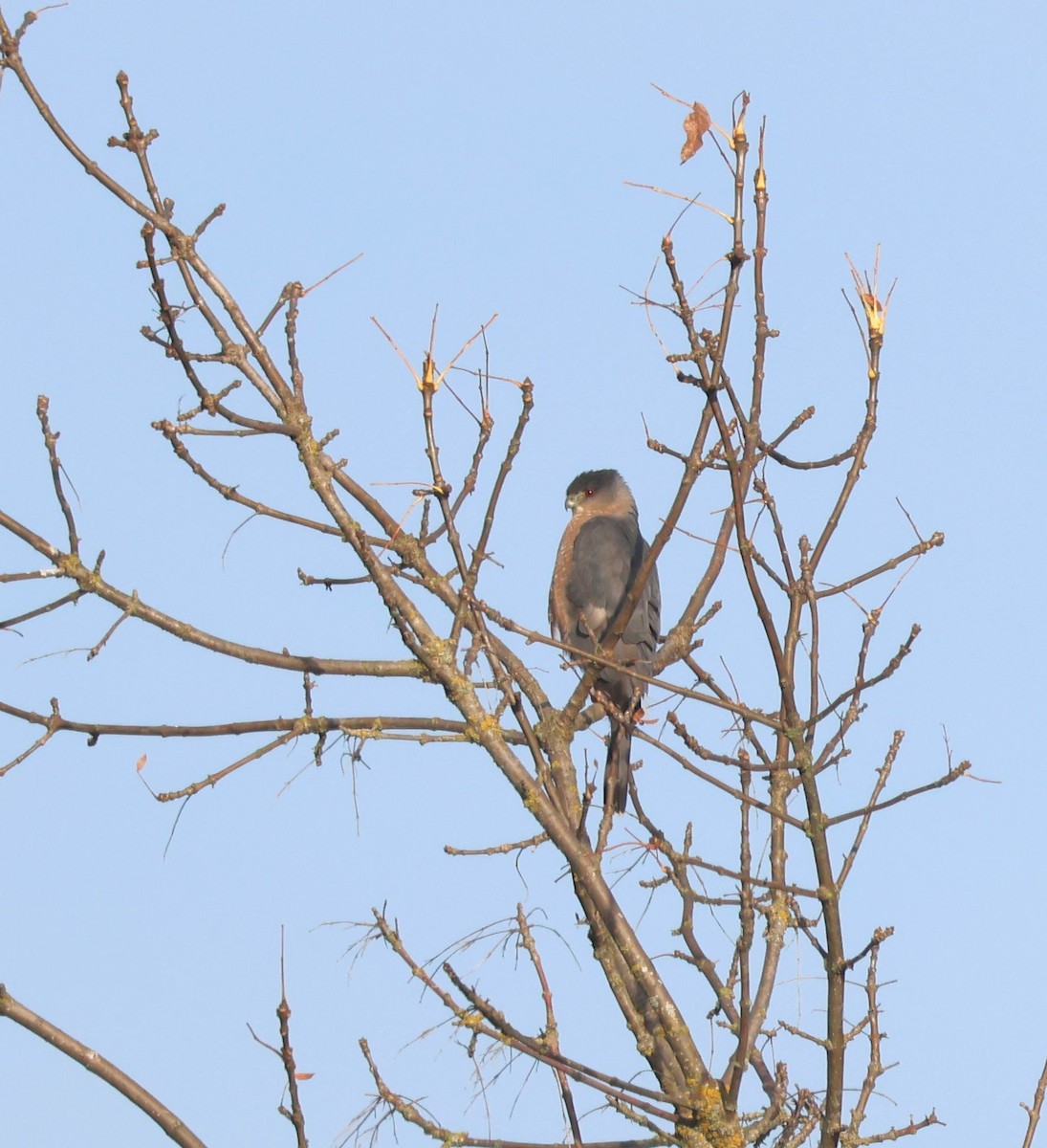 Cooper's Hawk - ML644942773