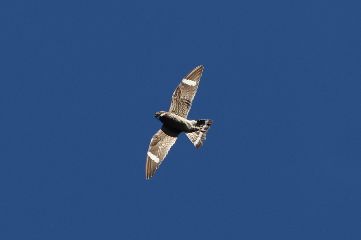 Common Nighthawk - ML644942774