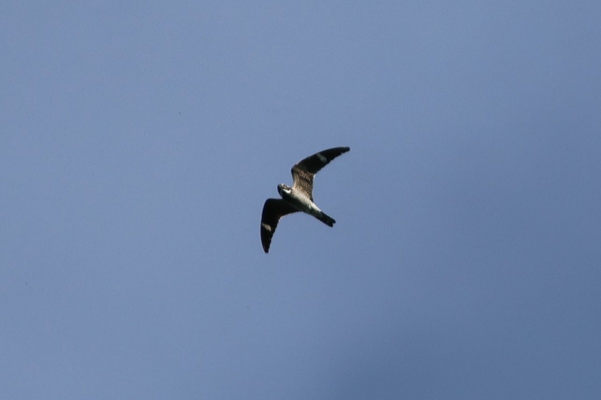 Common Nighthawk - ML644942775