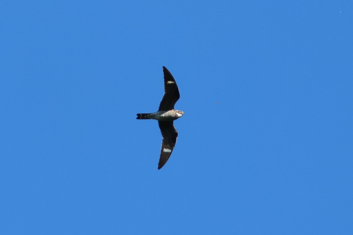 Common Nighthawk - ML644942777