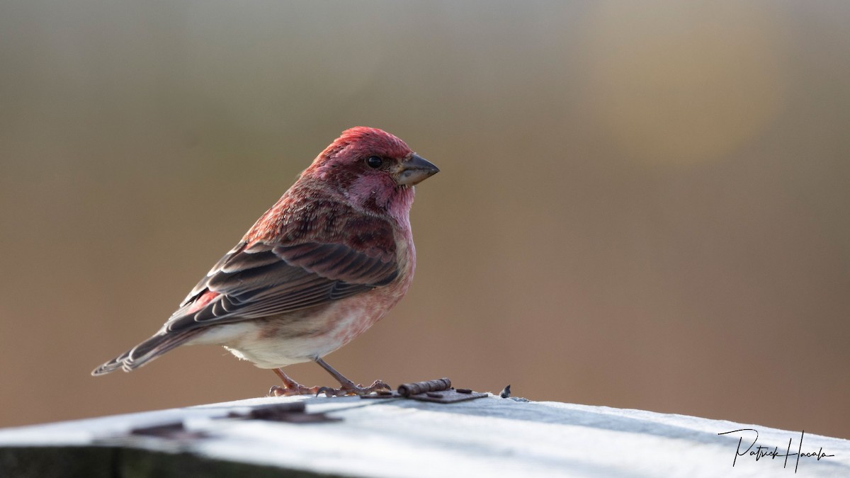 Purple Finch - ML644942795