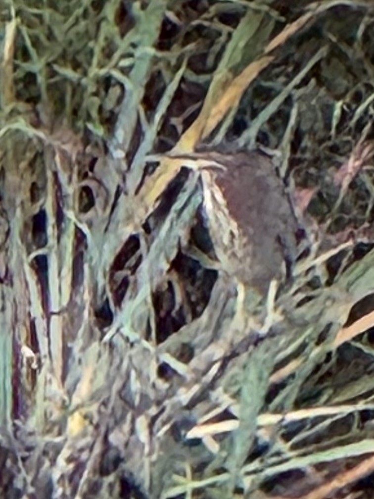 Green Heron - ML644942835