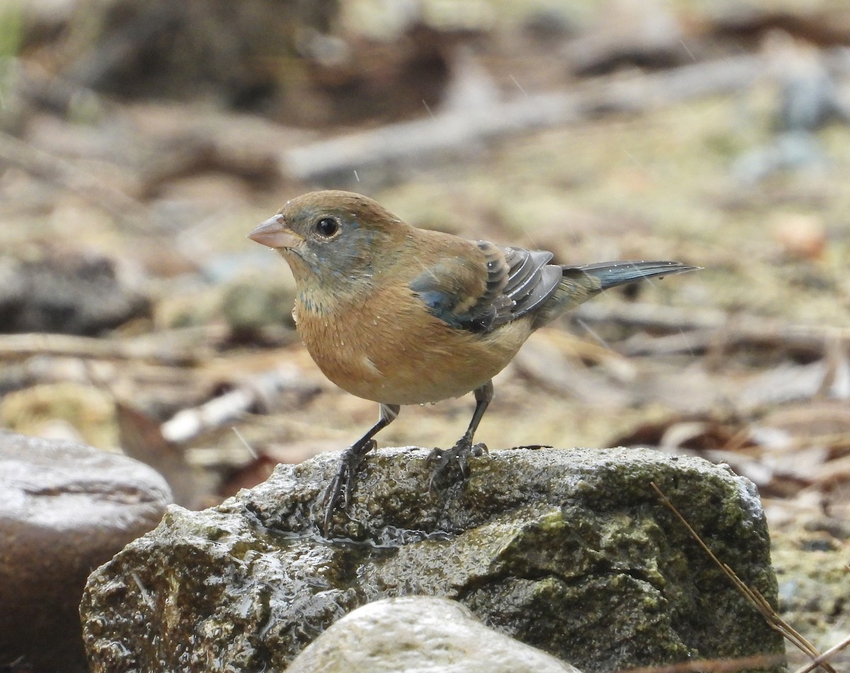 Lazuli Bunting - ML644942840