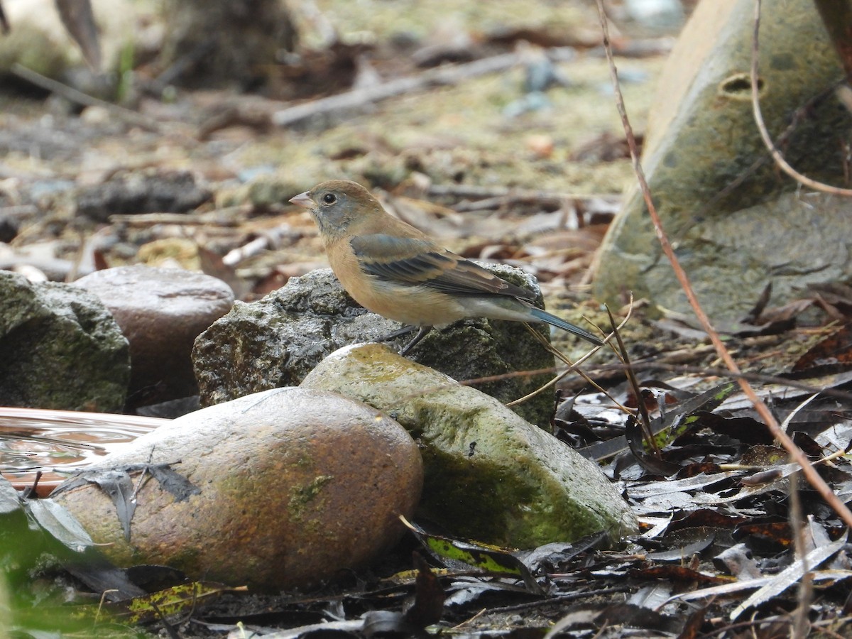 Lazuli Bunting - ML644942841