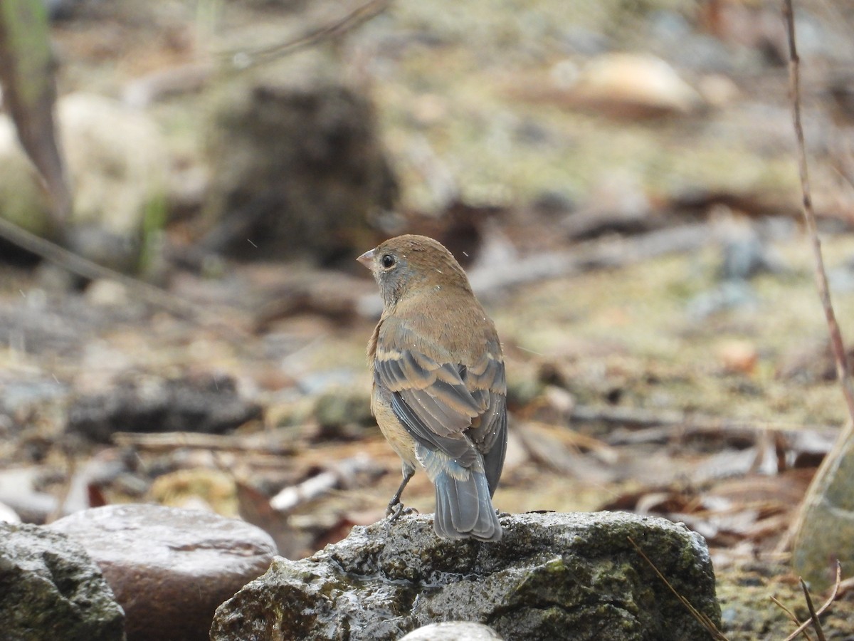 Lazuli Bunting - ML644942842