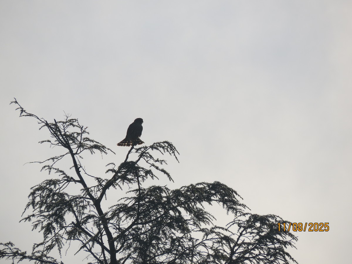 Boz Doğan - ML644942849