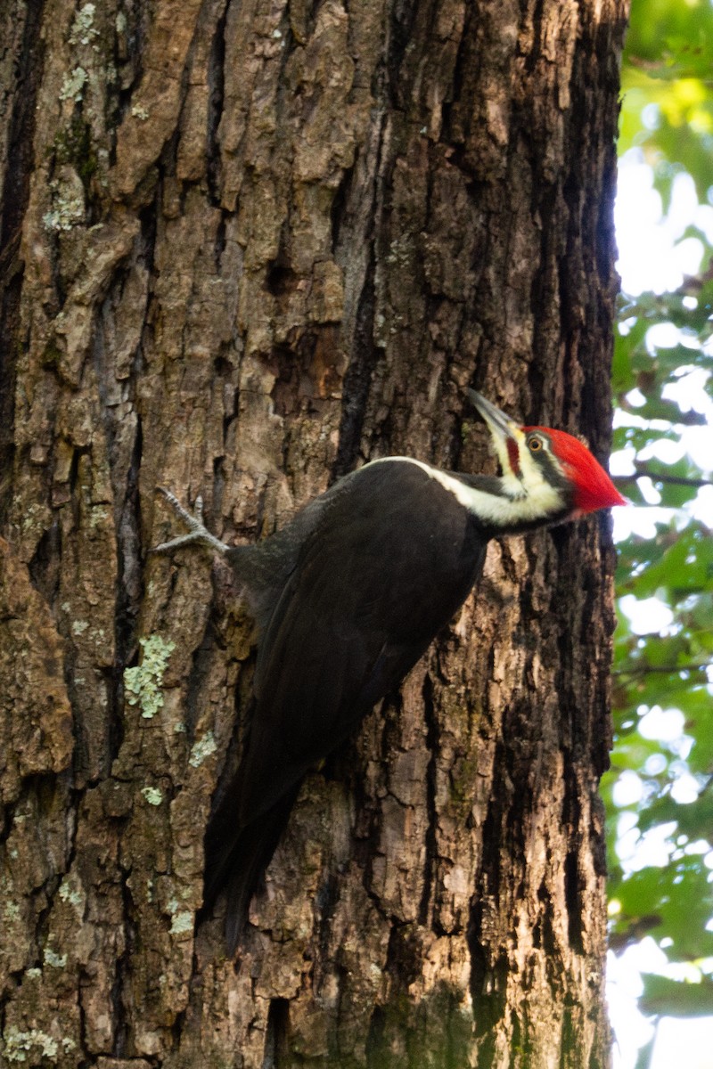 Pileated Woodpecker - ML644942860