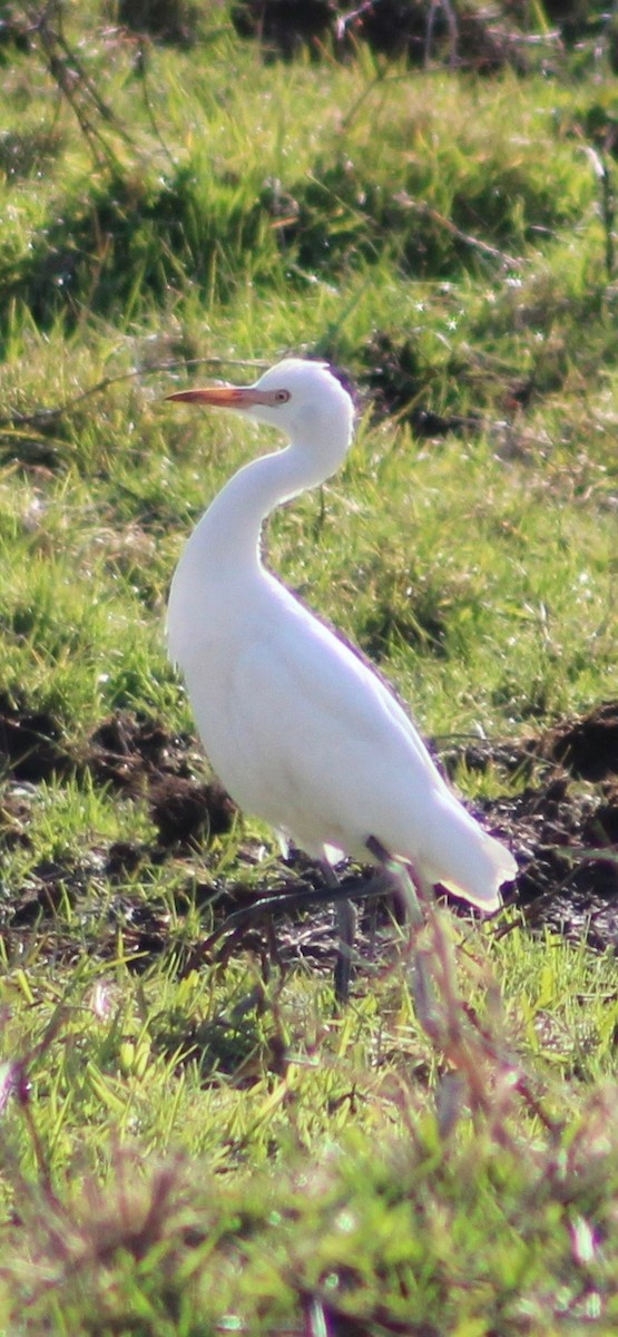 Western Cattle-Egret - ML644942861