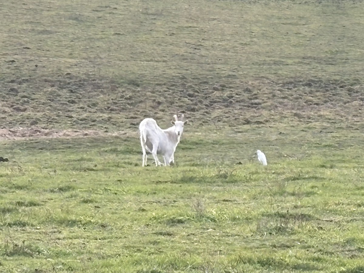 Western Cattle-Egret - ML644942862